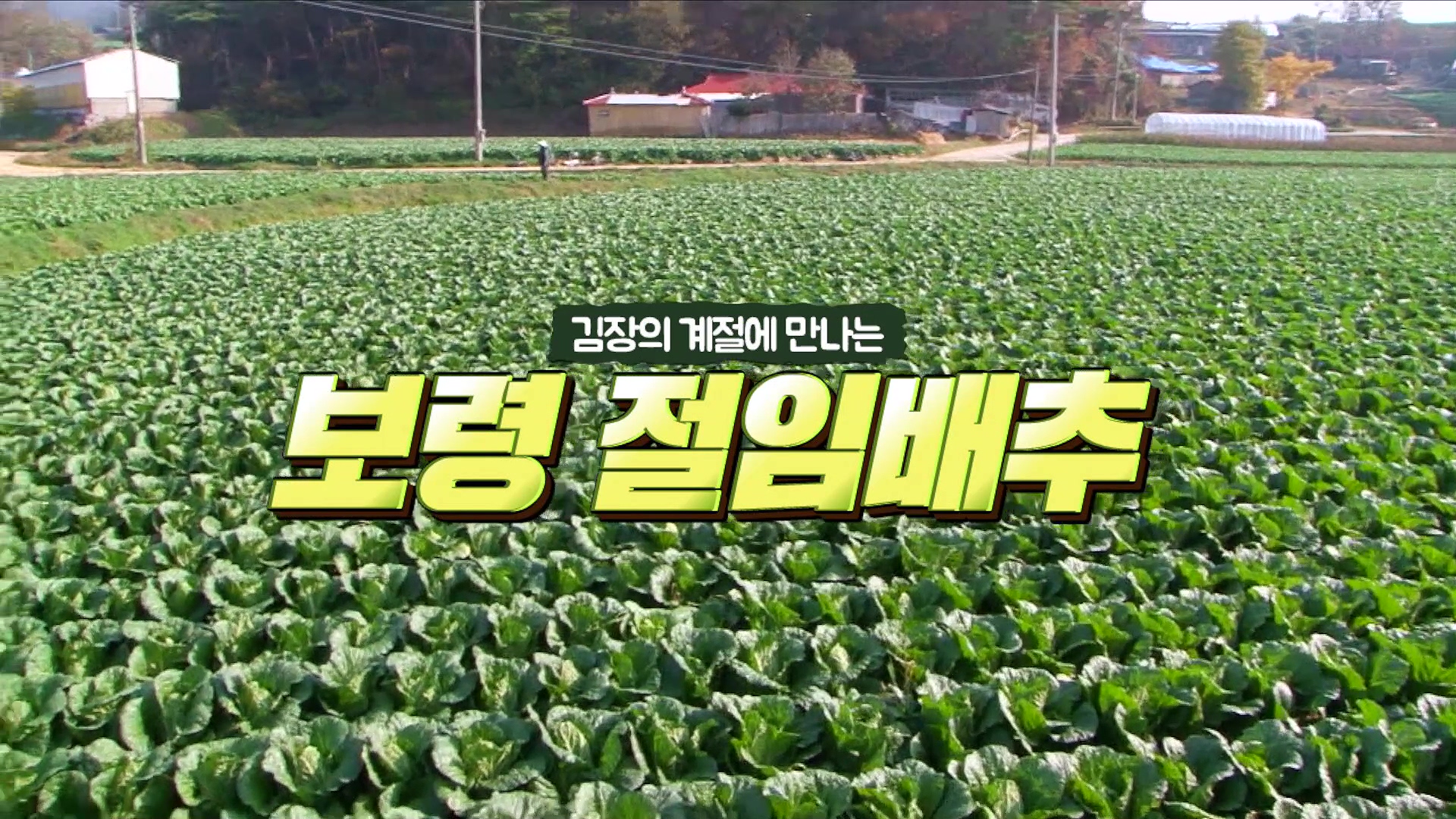 김장의 계절에 만나는 보령 절임배추